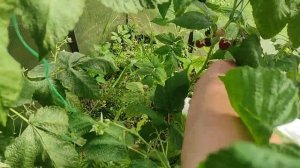 Ежевика Блэк Джем прищипка