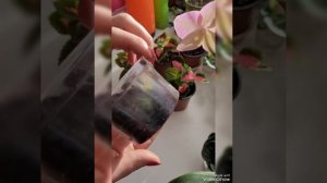 Колеус из листа🪴