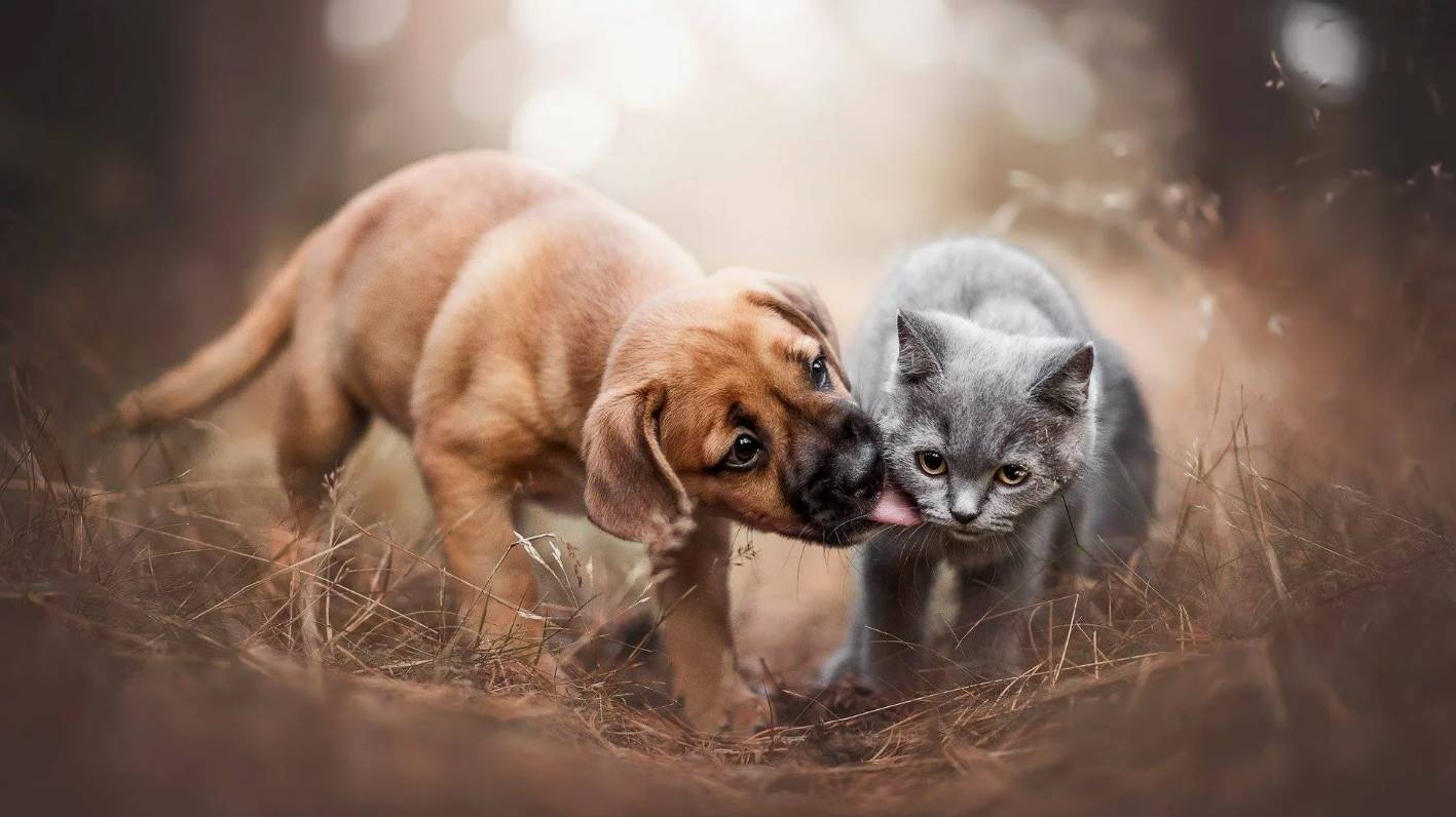 Путь Домой: Как Кошки и Собаки находят дорогу домой смотреть онлайн