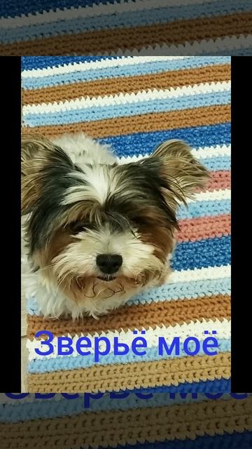 когда дождь за окном... мы вяжем или шьём #хобби #dog #cat