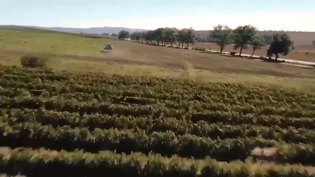 В Анапе в Гостагаевской заложили виноградники с помощ смотреть онлайн