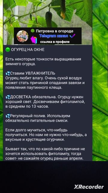 🥒 ОГУРЦЫ НА ОКНЕ