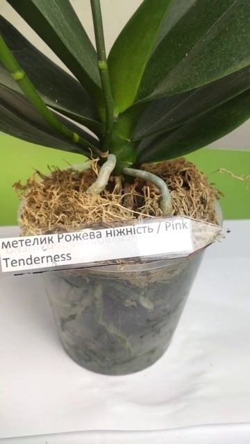 Фаленопсис Рожева ніжність метелик /Phalaenopsis Pink Tenderness. смотреть онлайн
