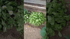 Маргаритки,зацвели с рассады в первый год высадки