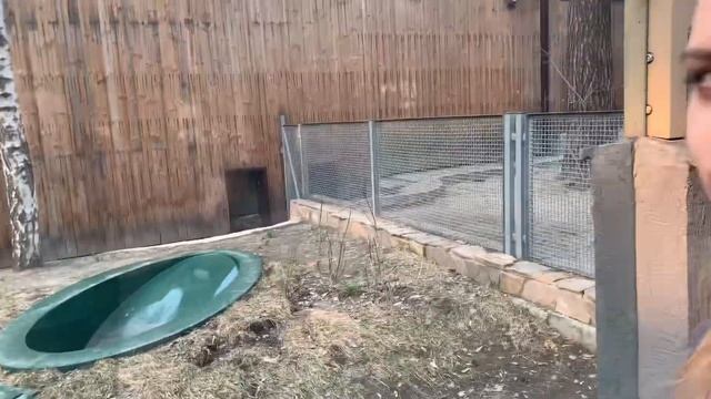 Гигантский муравьед смотреть онлайн