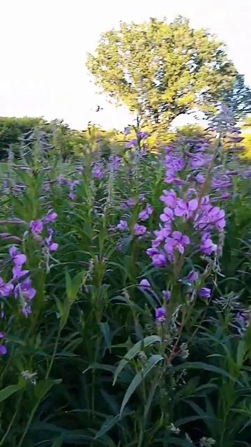 иван чай лечебные травы смотреть онлайн