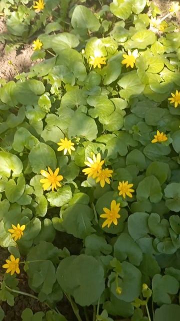 22 апреля 2025 г. Первоцвет смотреть онлайн