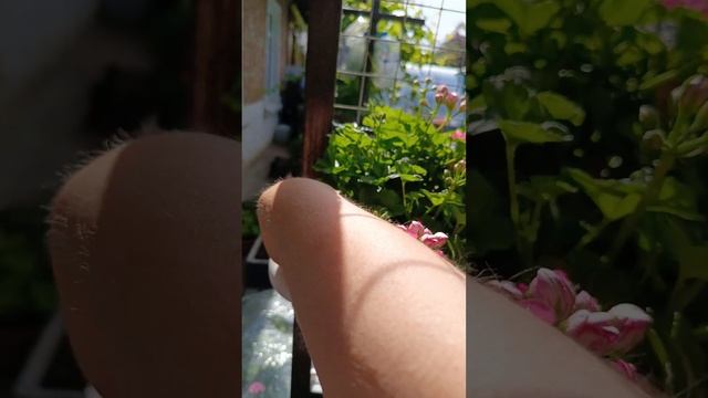 ТЭСС Влада самая маленькая из плющелистных пеларгони? смотреть онлайн