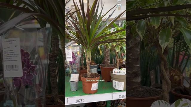 Растения из Ашана! Что есть интересного? #houseplants #plants смотреть онлайн
