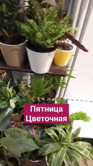 Пятница цветочная Маленькая Голландия #moscow #цветы #мос смотреть онлайн