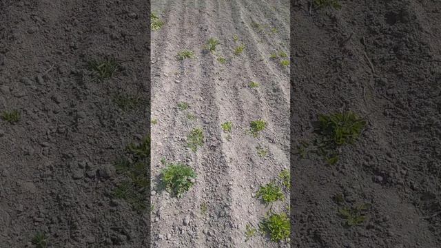 гербицид ГЛИБЕСТ по березке(вьюнок) до всходов картоф? смотреть онлайн