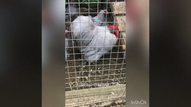 Кохинхин карликовый. Окрас лаванда смотреть онлайн