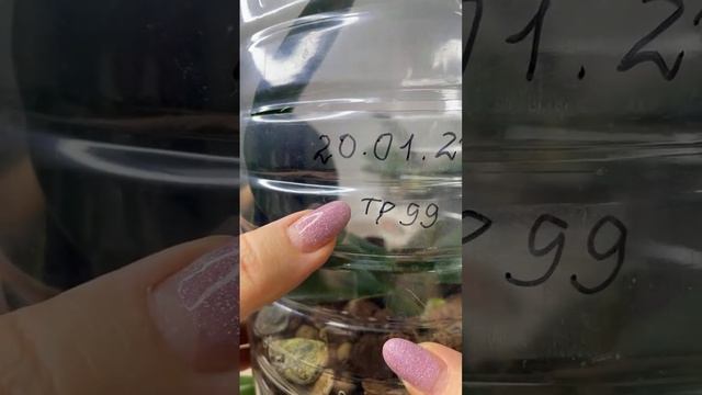 Реанимационная орхидея БУДЕТ ЖИТЬ или умрет?! смотреть онлайн