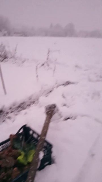 Посадка картошки в декабре (часть 1) или зимняя огородн смотреть онлайн