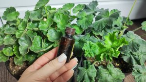 Пару капель для герани, всего 1 подкормка для герани заставит невероятно зацвести