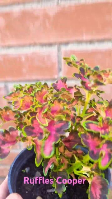 Колеус Ruffles Cooper смотреть онлайн