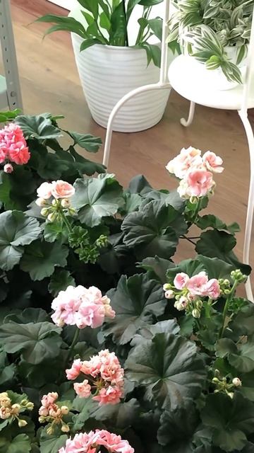 Пеларгония ( герань )❤️ #герань #shorts #пеларгонии #flowers #? смотреть онлайн