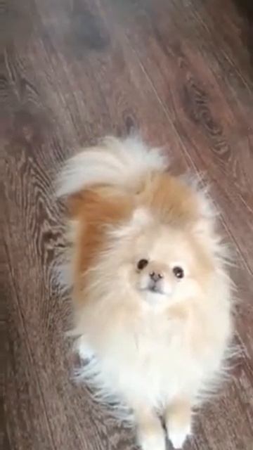 Шпиц выполняет команды