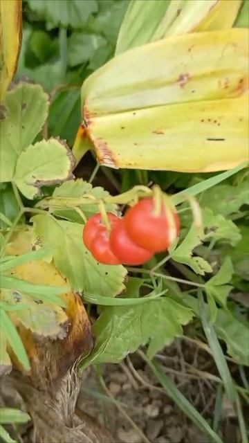 #цветы #цветок #ландыши #красота #природа #природа_росс? смотреть онлайн