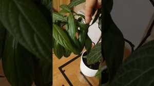 Пахистахис. Реанимация , прищипка,размножение.