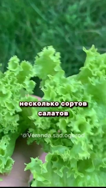 ЗЕЛЕНЬ ВЕСЬ СЕЗОН ПОВТОРНЫЕ ПОСАДКИ #веранда #огород #? смотреть онлайн