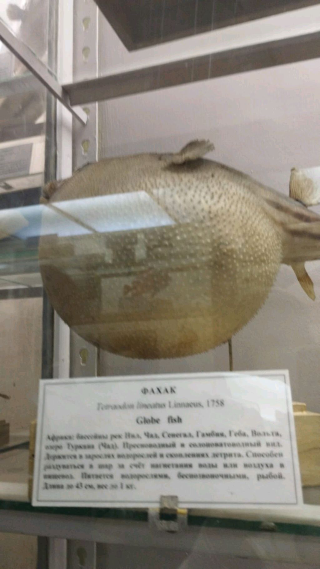т смотреть онлайн