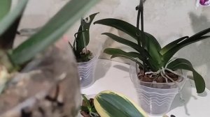 Как  Размножать ОРХИДЕЮ в Домашних условиях