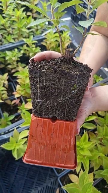 Саженцы оптом Р9 смотреть онлайн