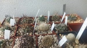 Начало полива кактусов после зимовки. Уход за кактуса?