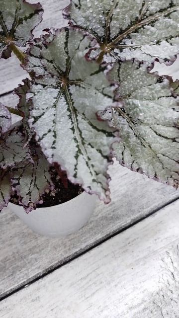 Бегония Перл де париж #бегонии#природа#растения#сад смотреть онлайн