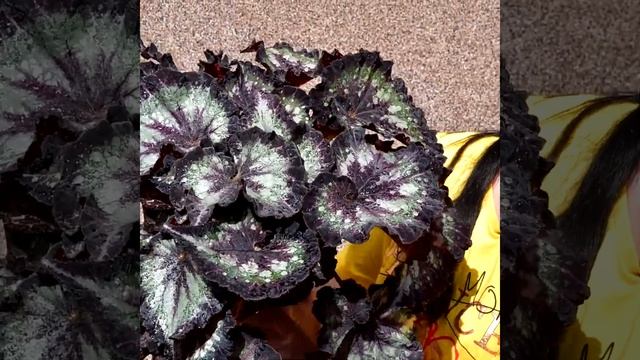 Бегония DS-Магнетизм смотреть онлайн