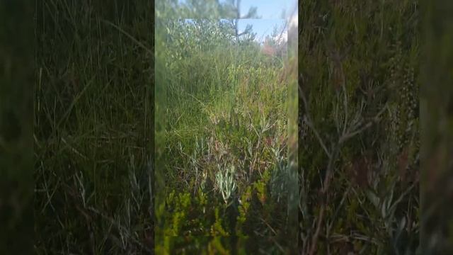 Северная ягода Шикша , Вороника , Водяника