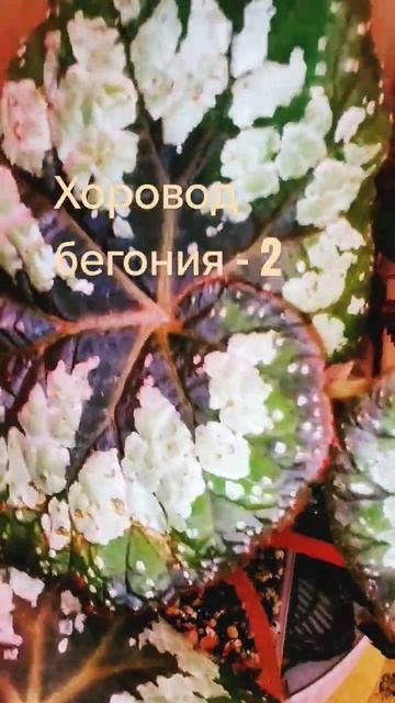 begonia, бегонии#plants #relaxingmusic #домашние растения #бегонии смотреть онлайн