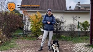 Что делать, если собака не берет лакомства на улице? Ра