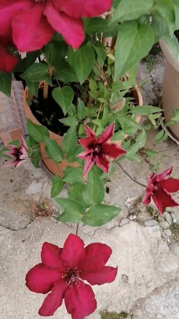 Клематис Перида смотреть онлайн