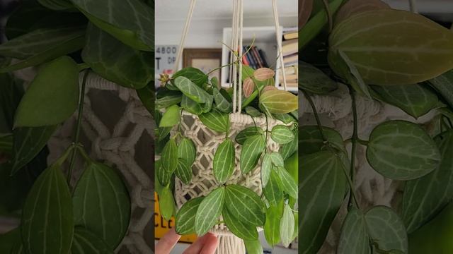 Восхитительная Dischidia Ovata(Дисхидия) Цветение и уход. смотреть онлайн