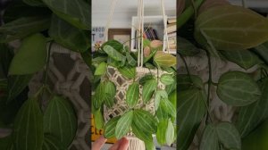 Восхитительная Dischidia Ovata(Дисхидия) Цветение и уход.