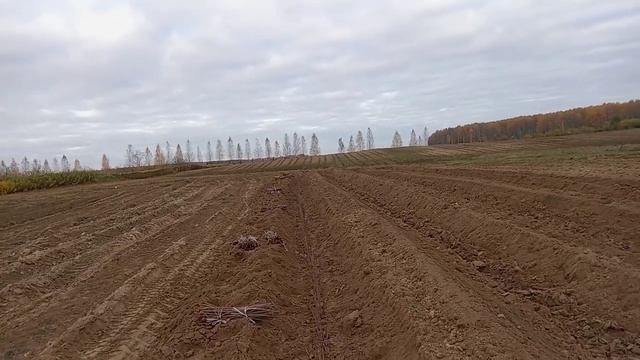 Посадка маточника клонового подвоя черенкам без корн смотреть онлайн