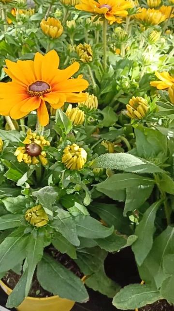 #цветы#цветы в сентябре 🌼🏵️#сентябрь#shorts смотреть онлайн