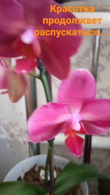 орхидея радует цветением,ю смотреть онлайн