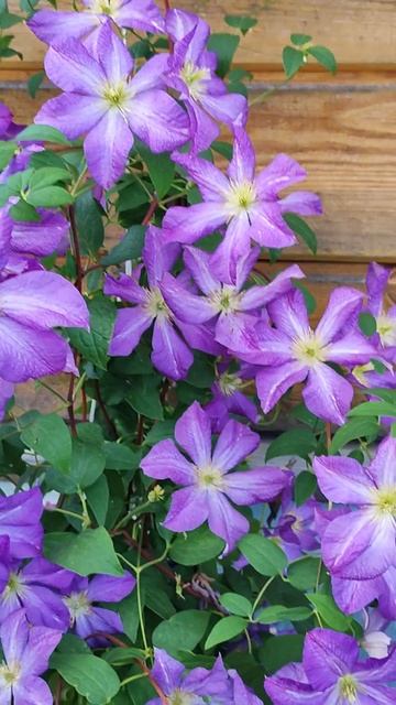 Клематис Солина / Clematis Solina смотреть онлайн