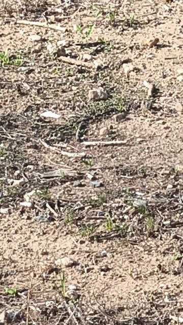 Море. Кипр. Экзотика и птицы. Кактусы опунция их плоды ? смотреть онлайн