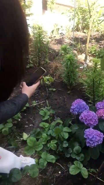 Идёт фотосессия гортензии. Красивый цветок. Мой мир.# ? смотреть онлайн