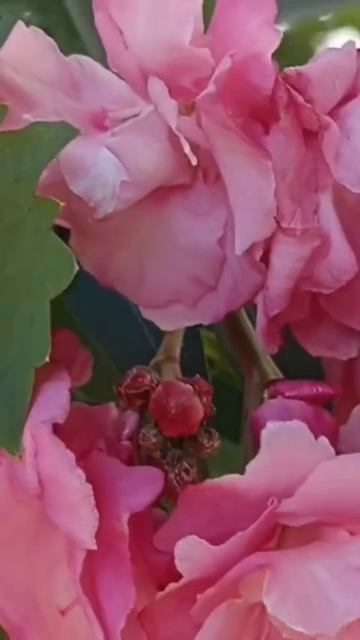 Олеандр 😍😍😍 смотреть онлайн