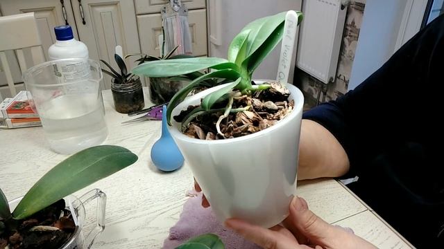 Любимый коктейль из фунгицидов. Обработка малышей от ? смотреть онлайн