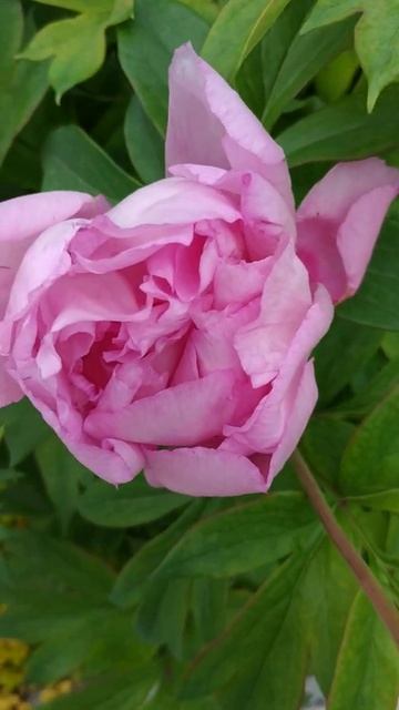 Пион. смотреть онлайн