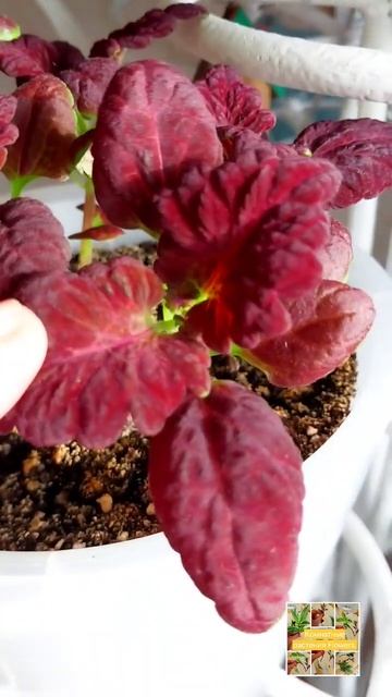 Колеус "Чёрный Дракон".#flowers #garden #цветы #колеус #колеусы смотреть онлайн