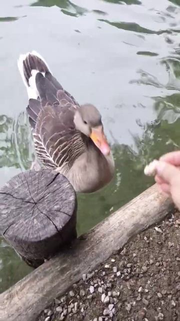 Ручные утки и гуси. Кормим голодающих. Мариуполь в ЕС. ? смотреть онлайн