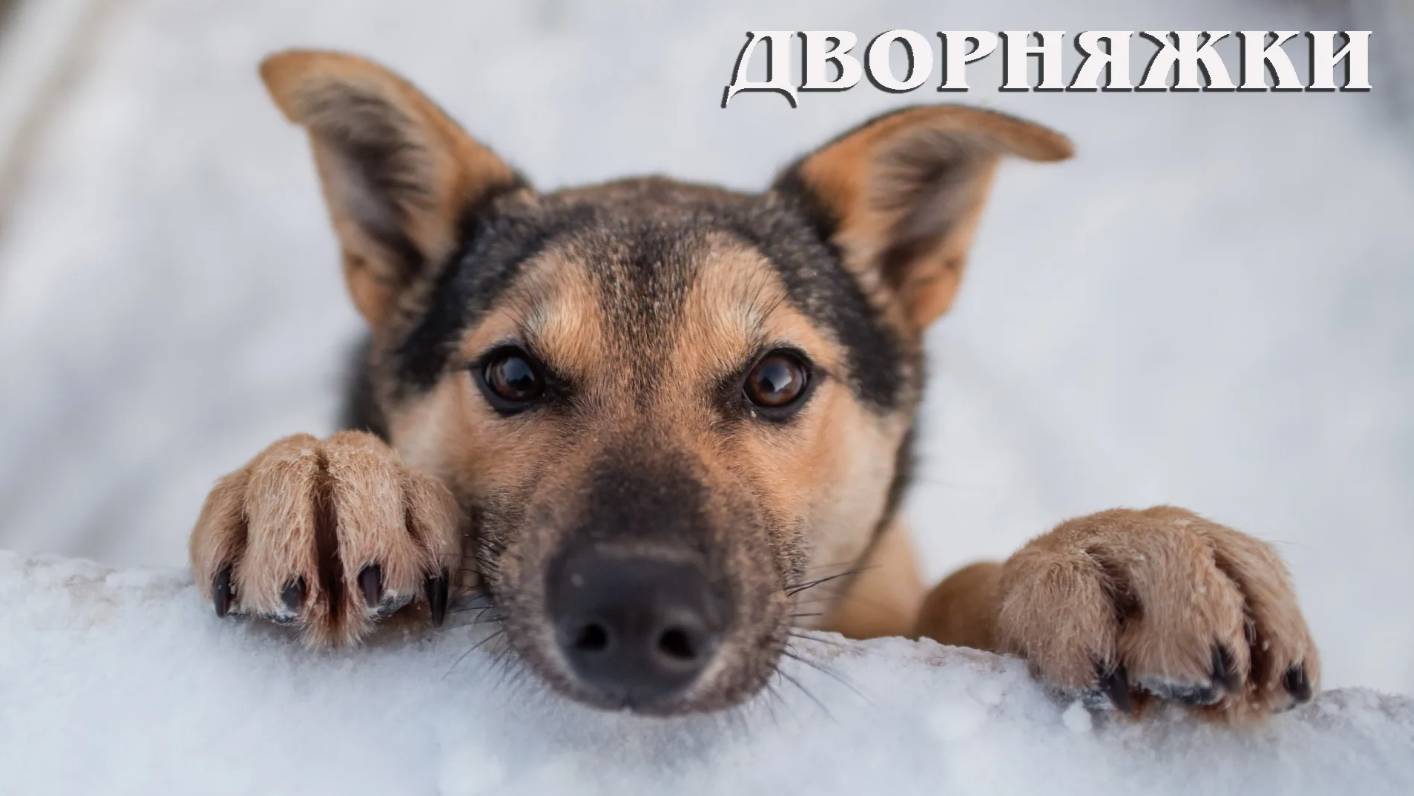 Собаки: Дворняжки достойны человеческого внимания! смотреть онлайн