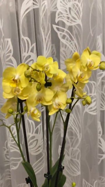 Желтая Орхидея смотреть онлайн